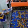 Buy cheap Automatic Stainless Steel Kumquat Sorting Machine 360 Degree Rotational Scanning from wholesalers