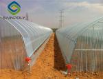 Agricultural Tomato 12m Single Tunnel Greenhouse