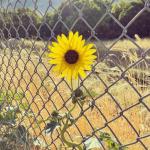 Q195 Q235 Farm Garden Chain Link Fence BWG6 Galvanized Steel Chain Link Fabric