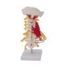 Buy cheap Spine Cervical Vertebra Full Size Medical Skeleton Nerves Posterior Occipital Bone from wholesalers