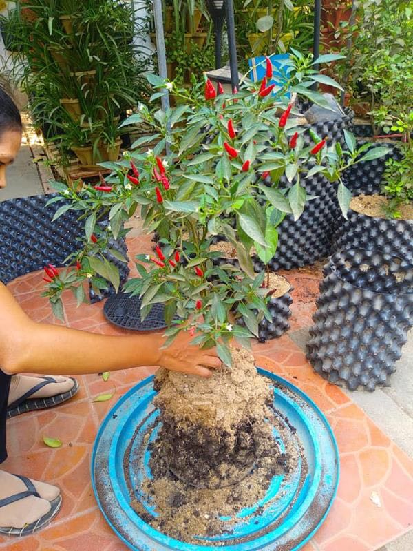 Fashion style air tank Root Control Black Pot hydroponic growing systems for wholesales