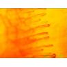 Buy cheap Blood Capillary Microscope For Detecting Body Health , 1 Year Warranty from wholesalers