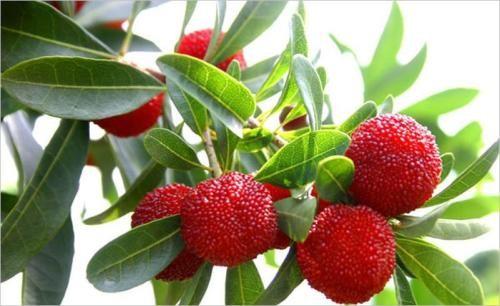 Buy cheap Bayberry bark Extract, Myrica rubra extract, CAS No: 529-44-2, natural ingredient Myricetin from wholesalers