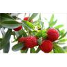 Buy cheap Bayberry bark Extract, Myrica rubra extract, CAS No: 529-44-2, natural ingredient Myricetin from wholesalers