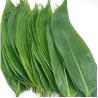 Buy cheap Natural Big Size Sushi Food Decoration Bamboo Leaves 7-11cm from wholesalers