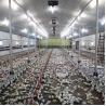 Buy cheap Prefab Steel Structure Chicken House Building , Light Steel Fabricated Building from wholesalers