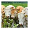 Buy cheap Rodent Proof 5 ft High Tensile Fixed Knot Galvanized Field Fence with Long Life-Span from wholesalers