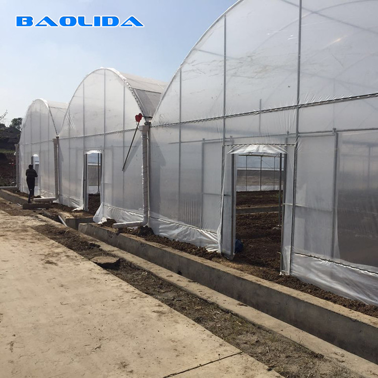 Turnkey Installed Commercial Hydroponic Plastic Film Greenhouses Multi Span