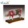 Buy cheap 66x64x35cm Animal Acupuncture Model from wholesalers