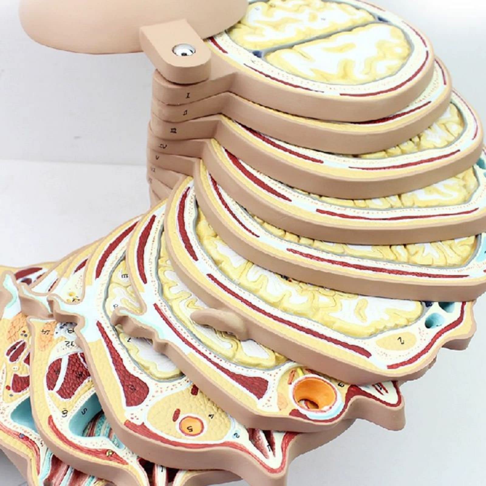 horizontal section of brain nerve function medical brain tomography 12-slice head anatomical model