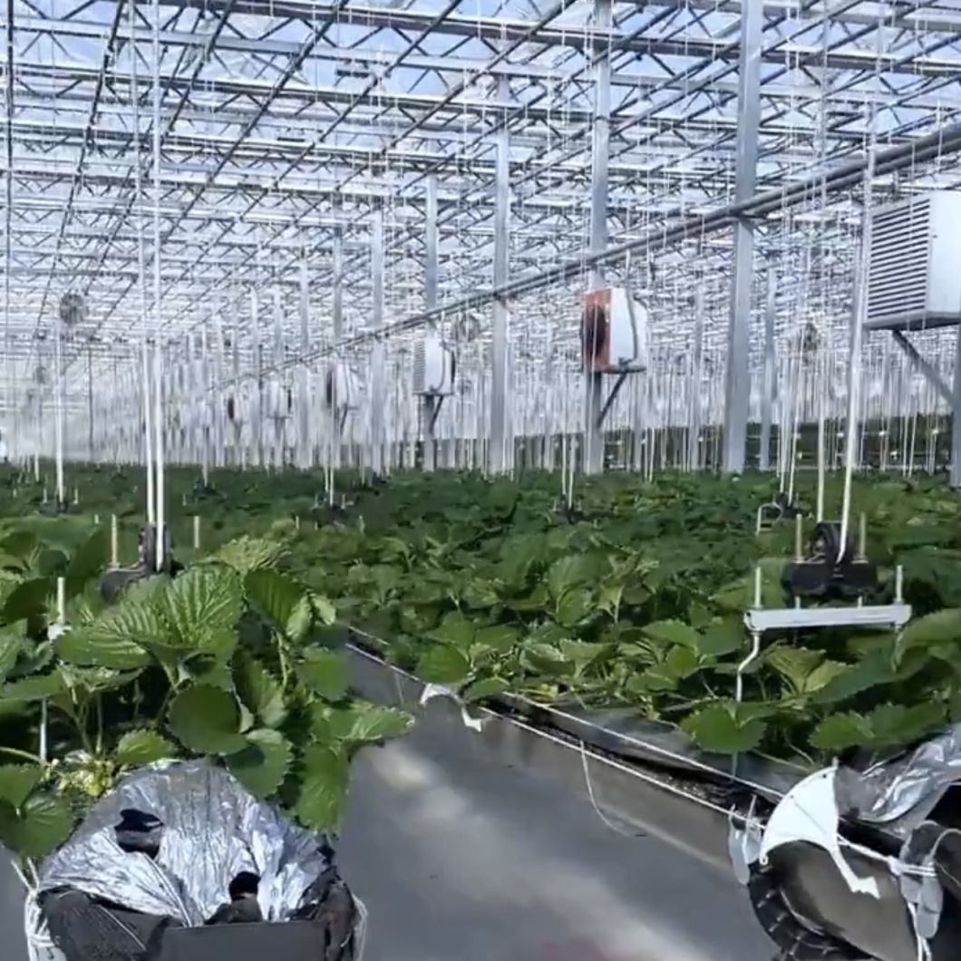 Glass Greenhouse Hydroponics System for Vegetables Flowers