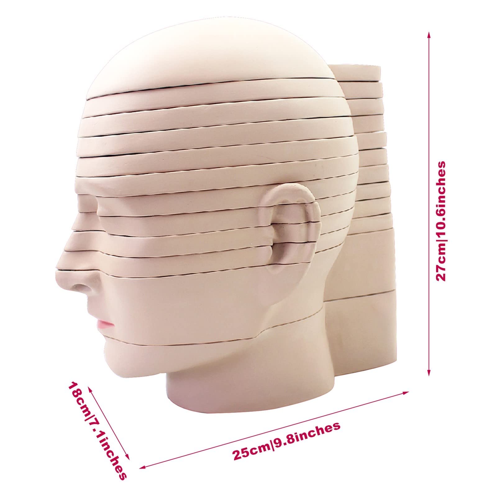 horizontal section of brain nerve function medical brain tomography 12-slice head anatomical model