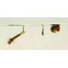 Buy cheap Biological Spray Plus BTi Mosquito Larvae Killer Mosquito Insecticide For Aedes Culex from wholesalers