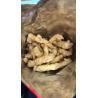 Buy cheap Cheetos Kurkure Snacks Food Extruder Making Machine for Your Food Processing Needs from wholesalers