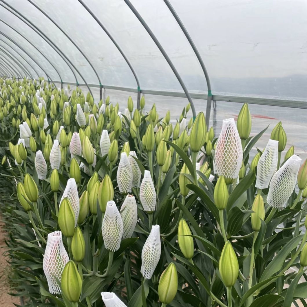 Innovative Drip Irrigation Tunnel Greenhouse Kit