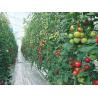Buy cheap 150/200micro Film High Tunnel Agricultural Greenhouse for Tomato Hydroponic Growing from wholesalers