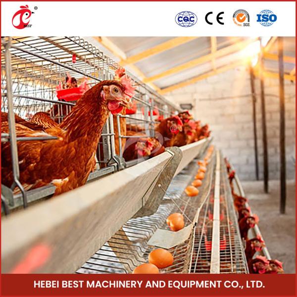 96 Birds Automatic Chicken Cage Equipment Battery Egg Layer Cage For Laying Hens