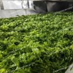 Pure Sea Vegetable Flavorful NORI Aonori Powdered Seaweed Dried For Japanese