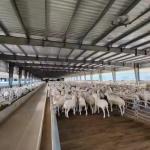 Agricultural-Grade Goat Farming House Prefabricated Horse Barn Galvanized Steel