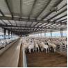 Buy cheap Agricultural-Grade Goat Farming House Prefabricated Horse Barn Galvanized Steel Structure Prefabricated Steel Building from wholesalers