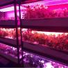 Buy cheap Plant Growth 1W SMD 3030 740nm 745nm LED Grow Light Chip from wholesalers