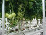 Professional Intelligent Glass Greenhouse For Tomato / Pepper / Cucumber