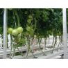 Buy cheap High Output Tomato Plant Greenhouse Plastic Film Cover Material 0.12 / 0.15 / 0.20mm from wholesalers