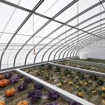 2000.000kg Juxiang's Commercial Sunlight Greenhouse for Strawberry Farming jx-sg