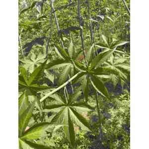 Buy cheap Dried Raspberry Leaves Natural Plant Sweetener Sweet Tea from wholesalers