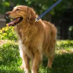 Strong Metal Buckle 4Ft Waterproof Dog Leash Personalized Coated Ultra Soft
