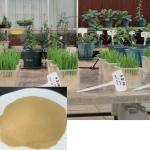 Plant Based Amino Acid Powder 80% Ph 4-6 Amino Acid Foliar Fertilizer