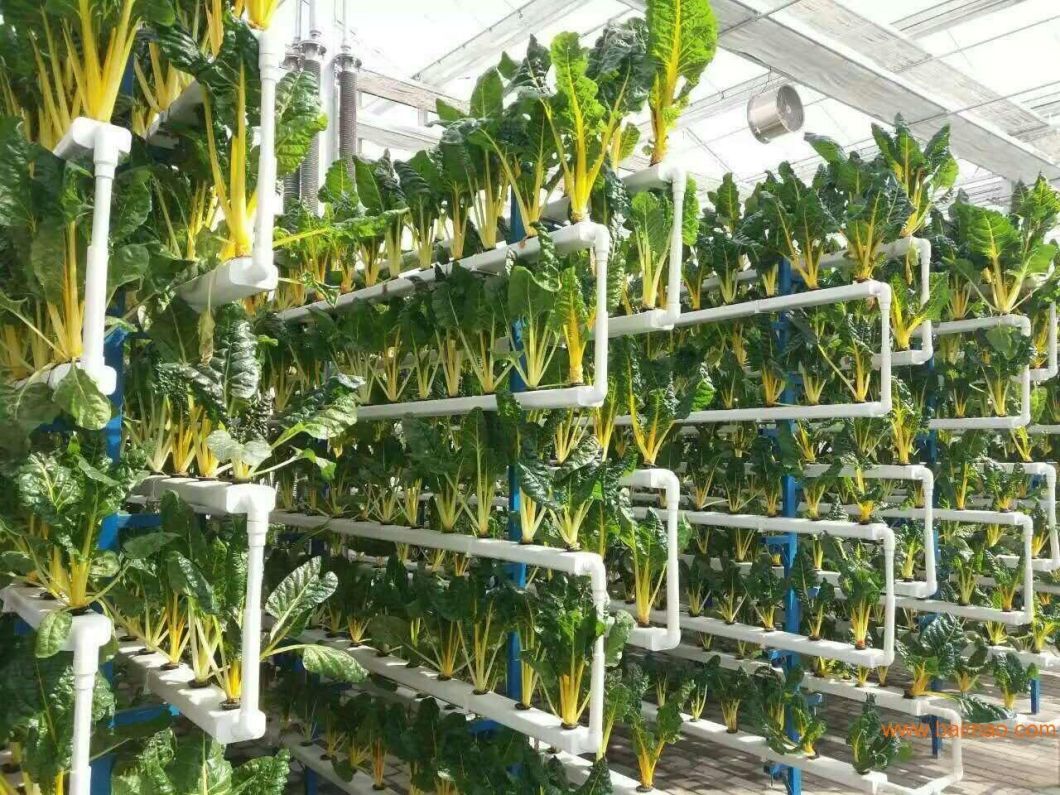 Customizable Multi-Span Hydroponic Greenhouse System