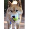 Buy cheap Dog Playing Tennis Ball from wholesalers