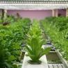 Buy cheap Reefer Container Greenhouse For Leaf Vegetable Smart Container Greenhouse from wholesalers
