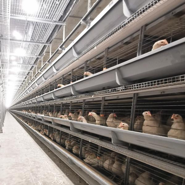 Buy cheap Meat Chicken 9 Tiers Broiler 90/192 Birds HDG Battery Layer Chicken Cage System H Frame from wholesalers