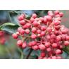 Buy cheap Premium Natural Food Seasoning Sichuan Pepper / Zanthoxylum Bungeanum Maxim from wholesalers