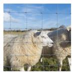 Galvanized 4ft 5ft 6ft 8ft Height Grassland Guard Agricultural Field Fence for