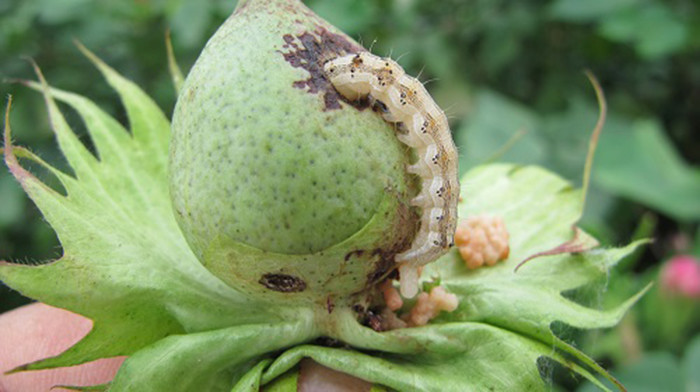 Miraculous Pesticide HaNPV Kill Tobacco Helicoverpa Assulta Cotton Professional Insecticide