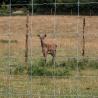 Buy cheap Fixed Knot Cattle Deer Animal Fence with Pressure Treated Timbers from Manufacture from wholesalers