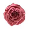 Buy cheap natural preserved roses at cheap price Everlasting Flowers Home Decoration Christmas gift from wholesalers