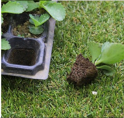 flower and tree seed growing plastic tray for outdoor planter 72 cells tray