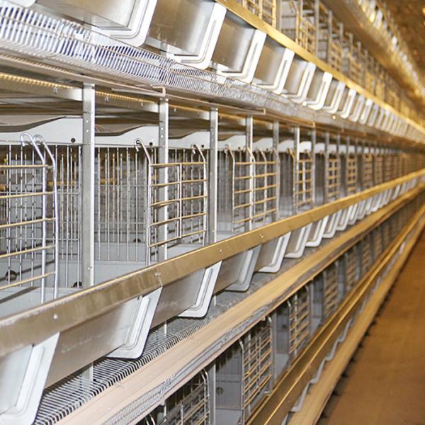 Buy cheap Durable Automatic Chicken Feeding Equipment, Chicken Battery Hen Cage With Drinking System from wholesalers