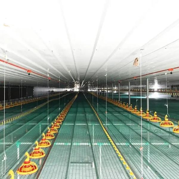 Buy cheap Waterproof Automatic Poultry Farm Equipment Chicken House Feeders Drinkers Complete Set from wholesalers