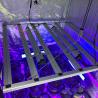 Buy cheap RedFarm 30W Seoul UV 385nm 395nm UVA LED Grow Light LED Bar Osram IR 730nm For Indoor Hydroponics from wholesalers