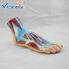 Buy cheap Hospital School Teaching Foot 55x35x33cm Human Anatomical Model from wholesalers