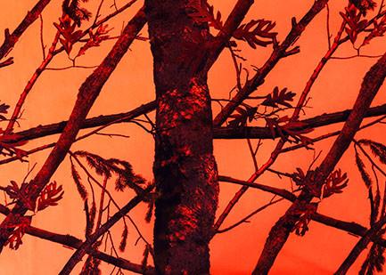 Buy cheap 240GSM Polyester Velvet Fabric / 100 Polyester Material Outdoor Jacket Tree Trunk from wholesalers