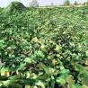 Buy cheap High quality anti-radar anti-infrared anti-optical camouflage net military from wholesalers