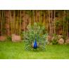 Buy cheap Gorgeous Metal Yard Ornaments Eye Catching Metal Peacock Statue Colorful from wholesalers