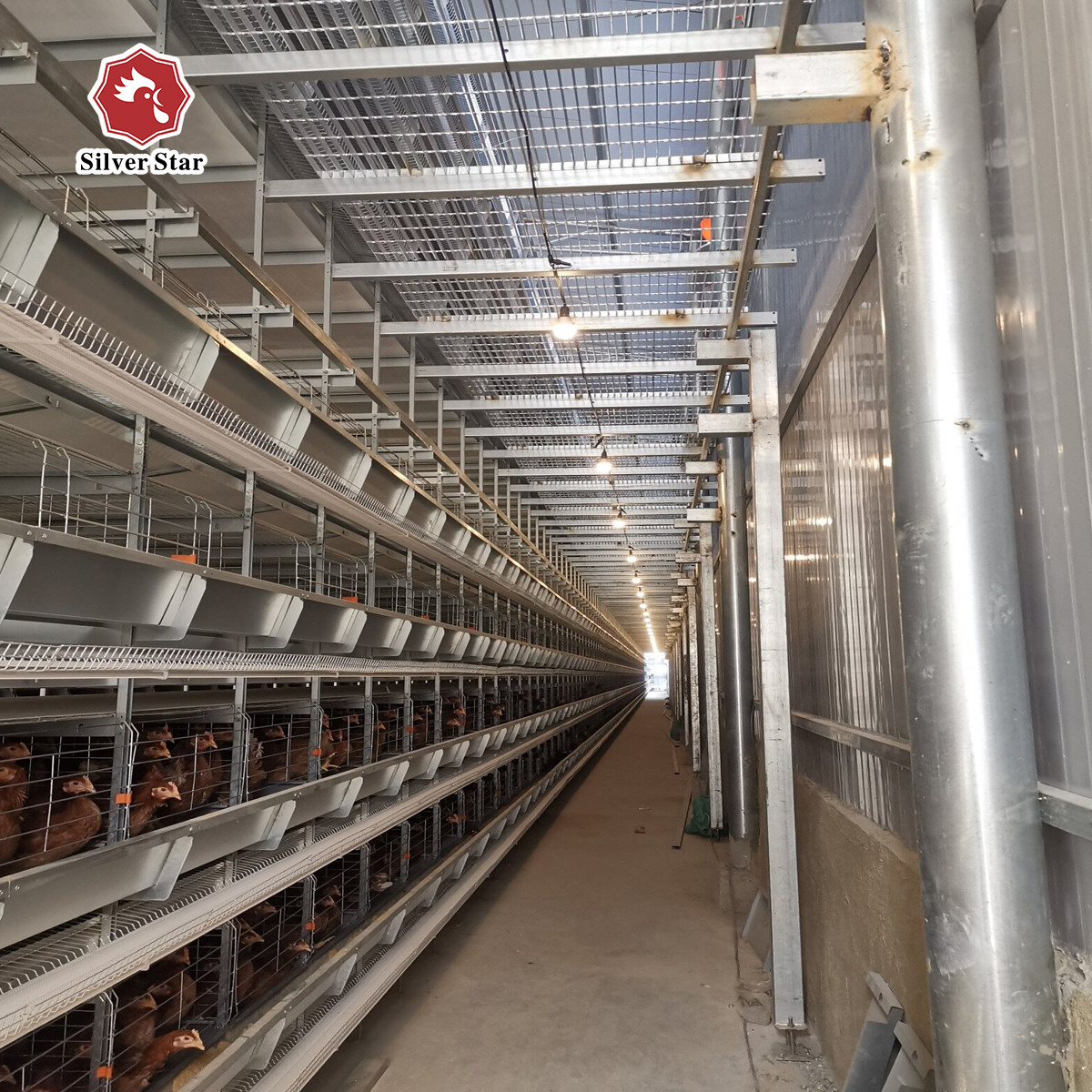 Cold Galvanized Steel Automatic Poultry Cage With Manure Cleaning System