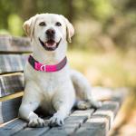 Reflective Waterproof Dog Collars , Smell Proof Dog Collar Polyester Webbing